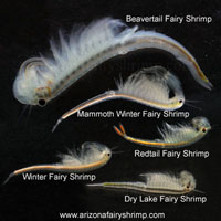 Size comparison of fairy shrimps