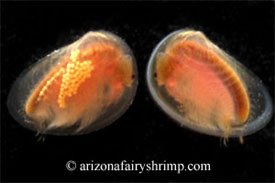 Dry Lake Clam Shrimp