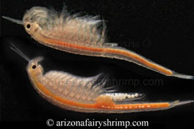 Dry Lake Fairy Shrimp