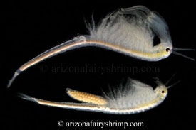 Mammoth Winter Fairy Shrimp