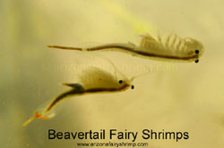 A couple of beavertail fairy shrimps in aquarium