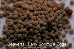 Beavertail fairy shrimp's eggs