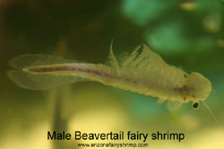 A male beavertail fairy shrimp in aquarium