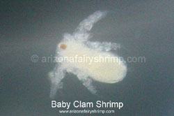 Clam Shrimp (Day 1)
