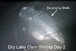 Clam Shrimp (Day 2)