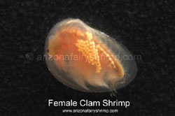 Female Fairy Shrimp