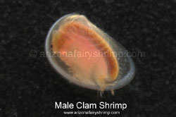 Male Fairy Shrimp