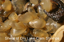 Clam Shrimp's Shells