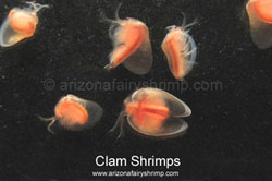 Clam Shrimps
