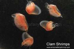 Clam Shrimps