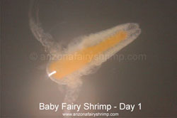 Swimming Baby Fairy Shrimp