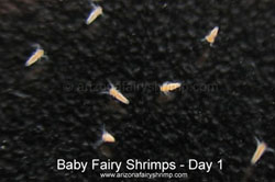 Baby Fairy Shrimps
