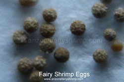 Fairy Shrimp Eggs