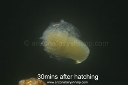 Baby Fairy Shrimp in Thin Membrane
