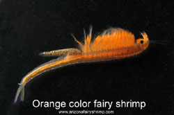 Dry Lake Fairy Shrimp in orange color