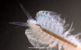 Branchinecta gigas eating fairy shrimp