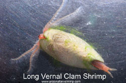 Long Vernal Clam Shrimp's upside