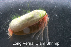Algae on clam shrimp's shell