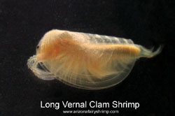 Long Vernal Clam Shrimp