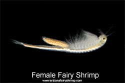 Female Fairy Shrimp