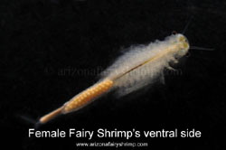Female fairy shrim's ventral side