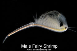 Male Fairy Shrimp