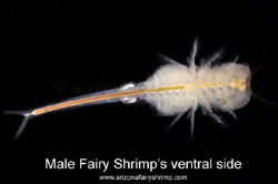 Male fairy shrim's ventral side