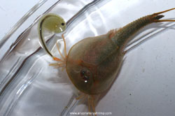 Triops trying to catch fairy shrimp
