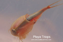 Triops from Dry Lake