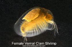 Female Vernal Clam Shrimp from above