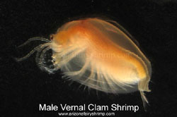 Male Vernal Clam Shrimp