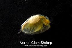 Vernal Clam Shrimp