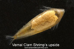 Vernal Clam Shrimp from above