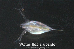 Water Flea