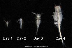 Winter Fairy Shrimp's Growth Speed