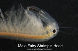 Winter Fairy Shrimp's Head